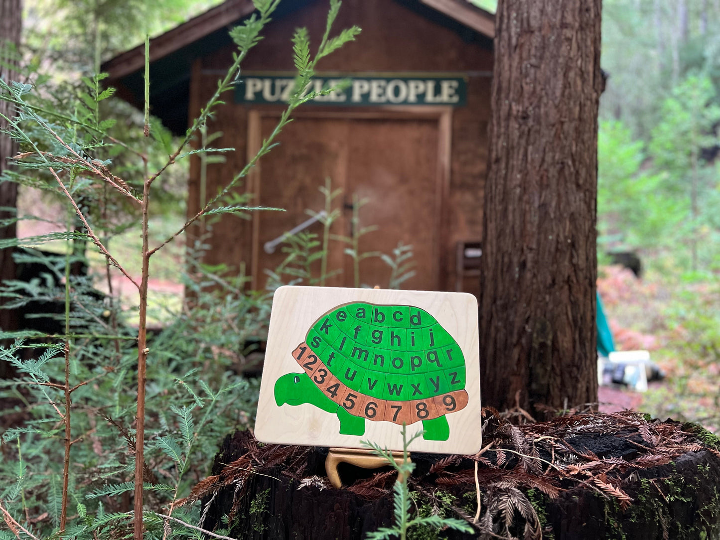 ABC Turtle